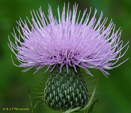 {Cirsium discolor}